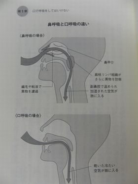 『口呼吸』と『歯列不正』の関わり